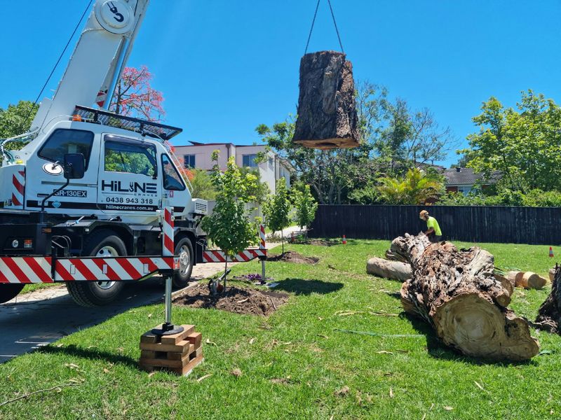 Tree Trimming & Removal