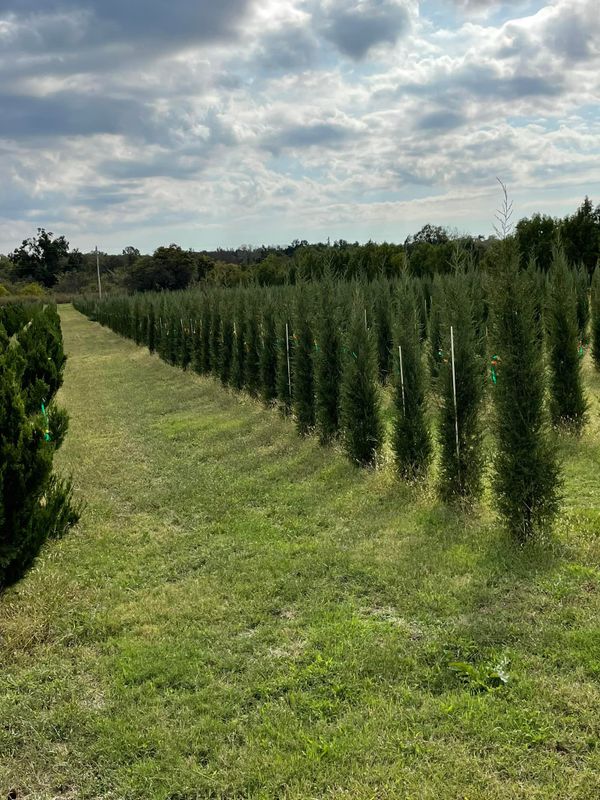 Tree Installations