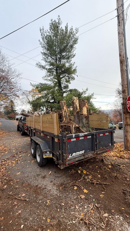 Tree Service