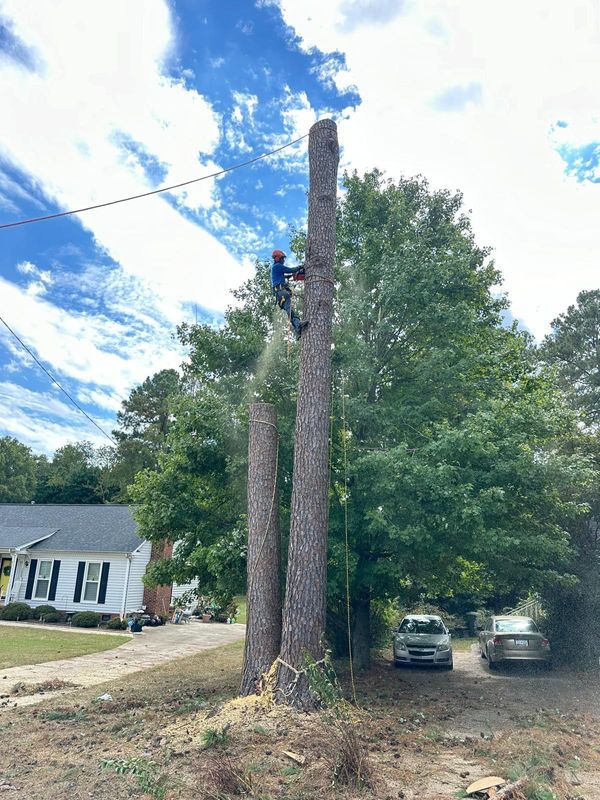 Stump Removal