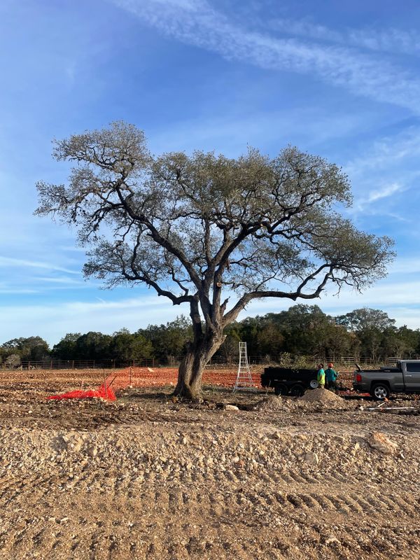 Tree Trimming