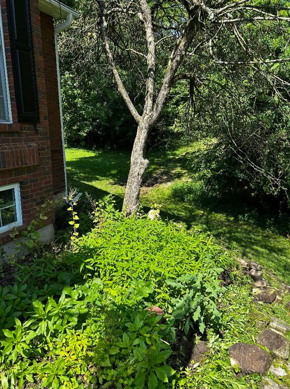 Landscape Design