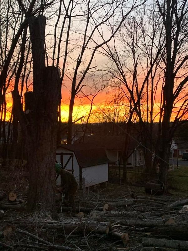 Tree Removal gallery