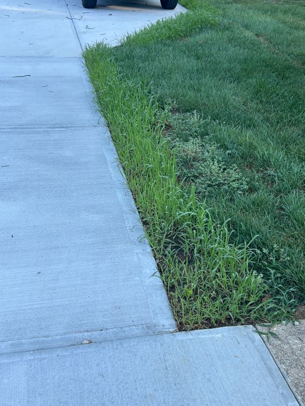 Sod and Grass Seed Installation