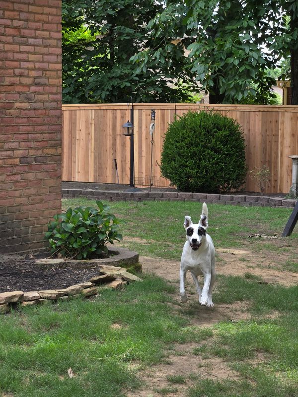 Cedar Privacy Fence Installation