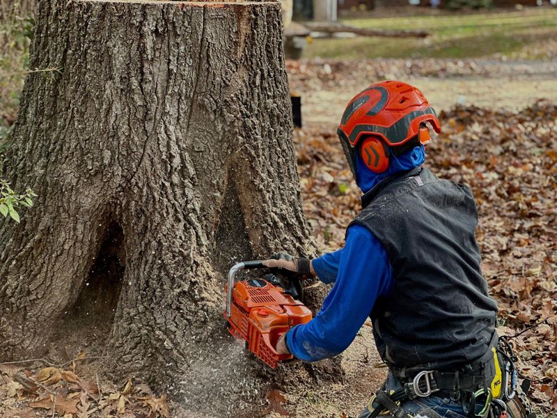 Stump Removal