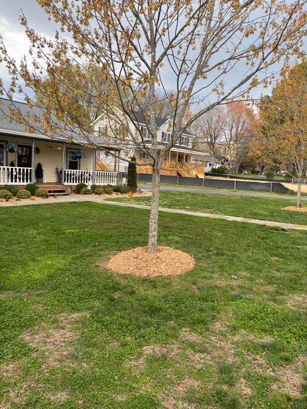 Lawn Care & Maintenance