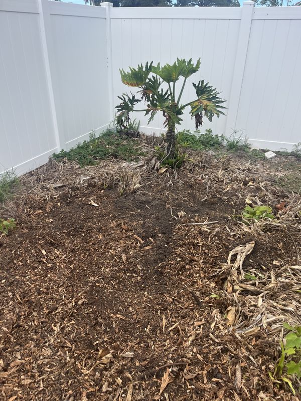 Tree Removal