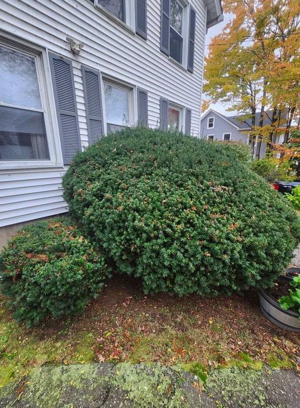 Shrub Trimming