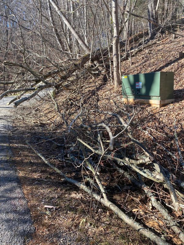 Tree Trimming gallery
