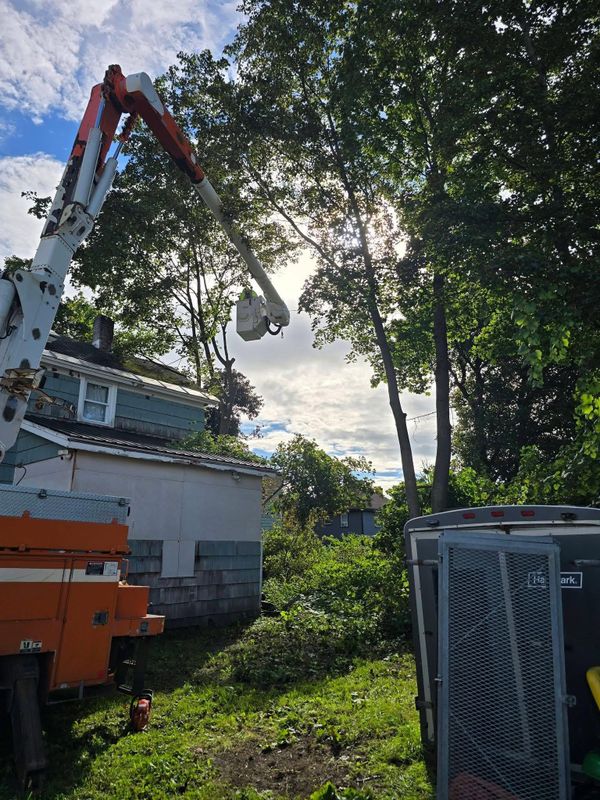 Tree Trimming