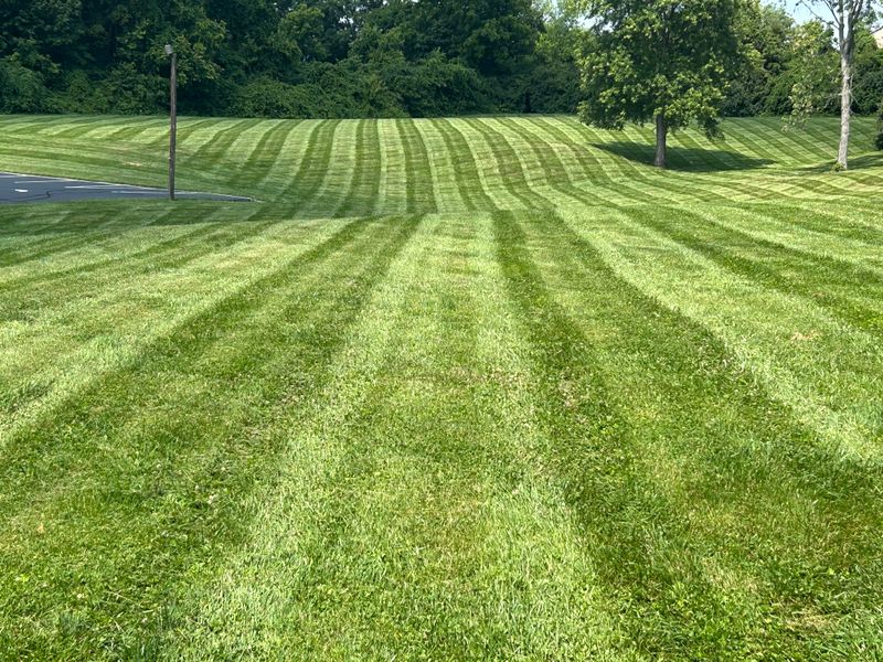 Commercial Lawn Care & Landscaping