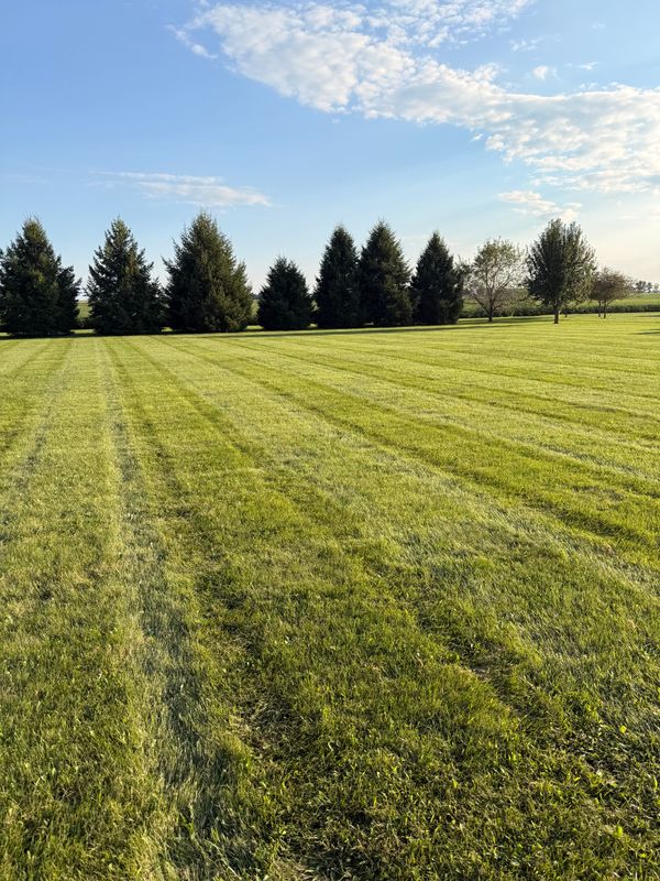 Lawn Care and Maintenance