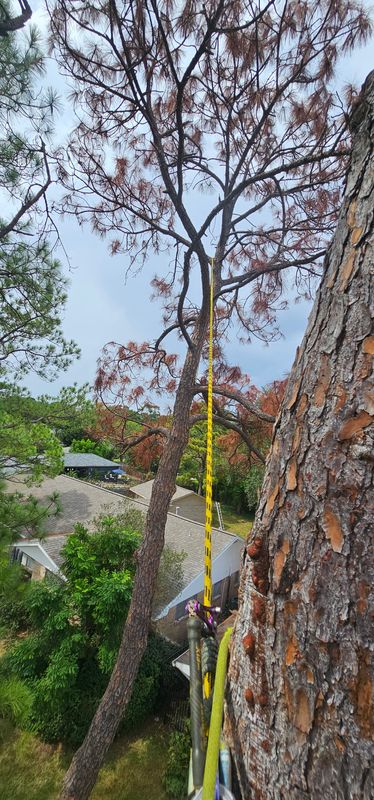 Tree Trimming