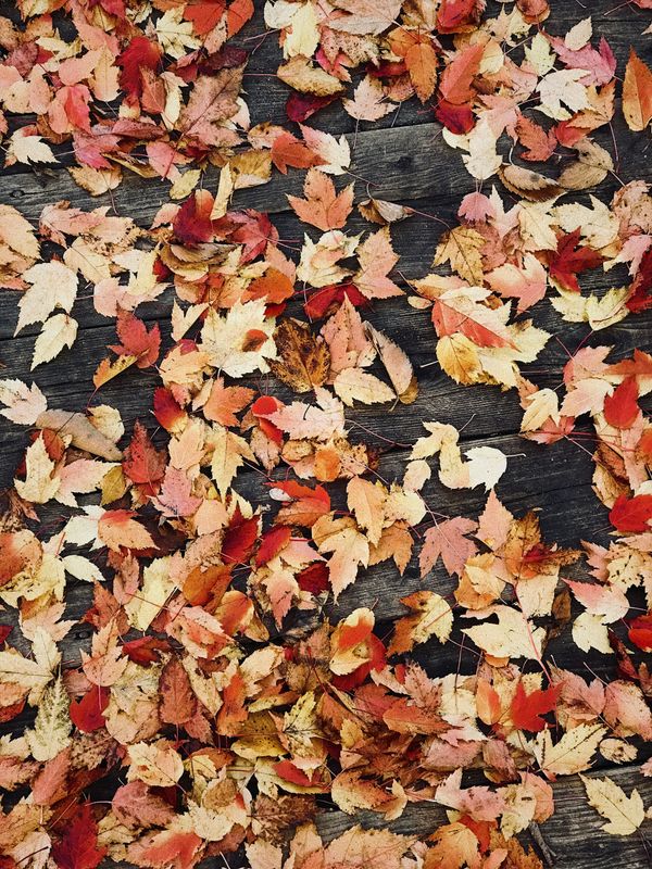 Fall and Spring Clean Up