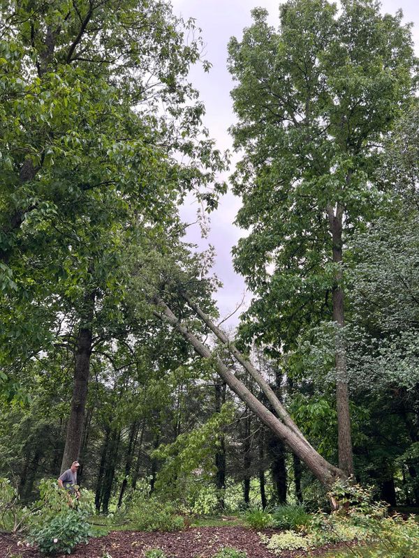 Tree Removal