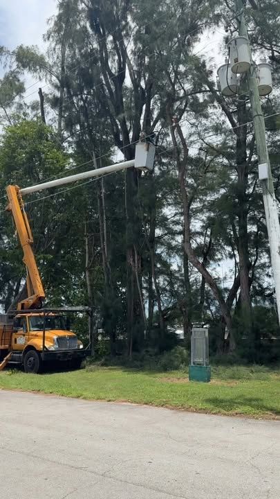 Tree Trimming