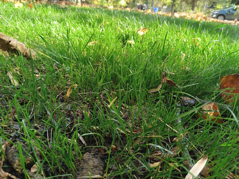 Grass Up