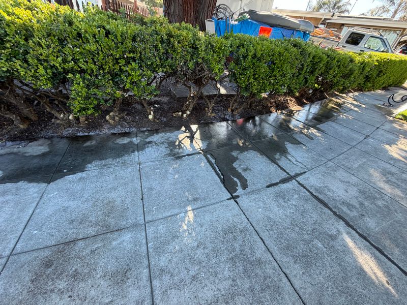 Shrub Trimming