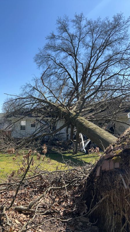 Tree Removal gallery