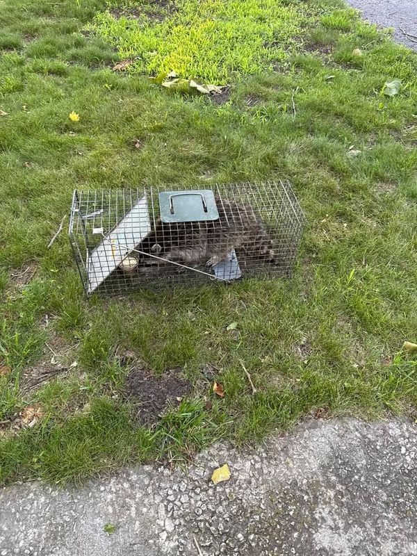 Wildlife Removal