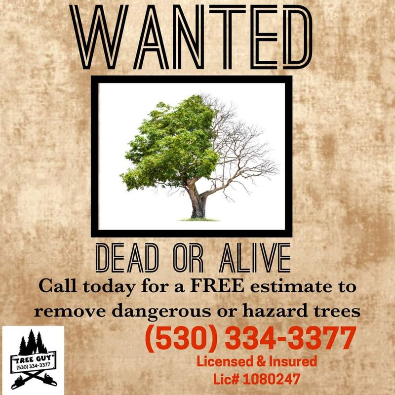 Tree Removal