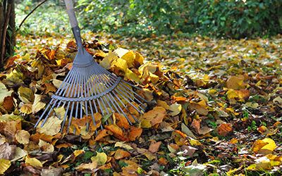 Fall Clean Up