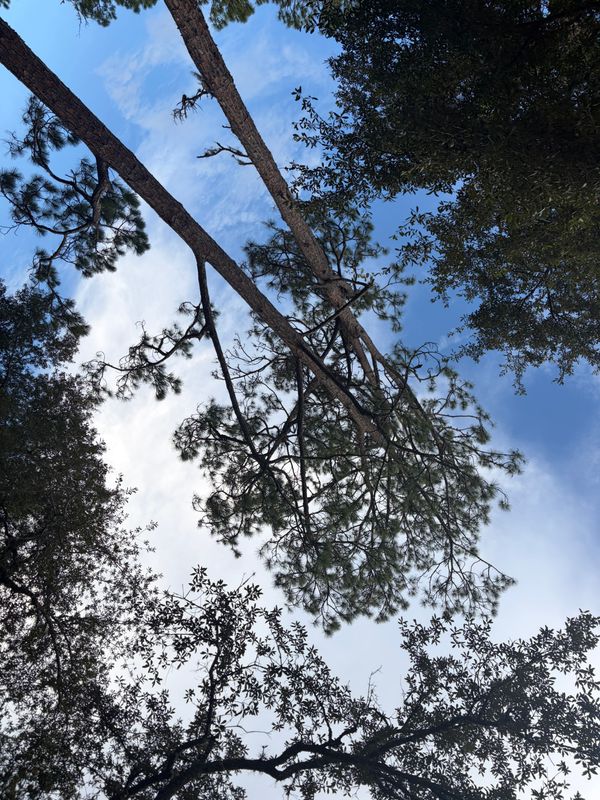 Tree Trimming
