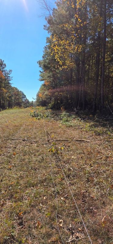 Brush Cutting