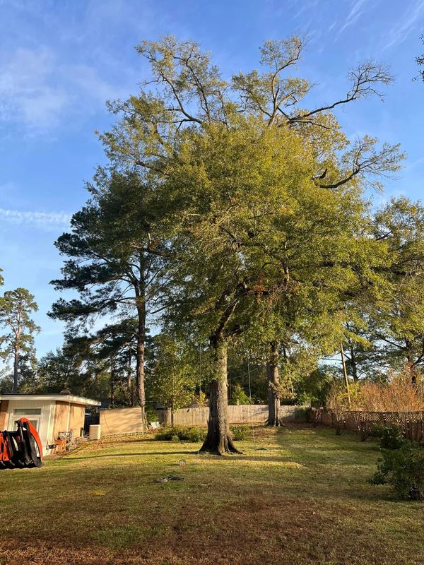 Tree Removal gallery
