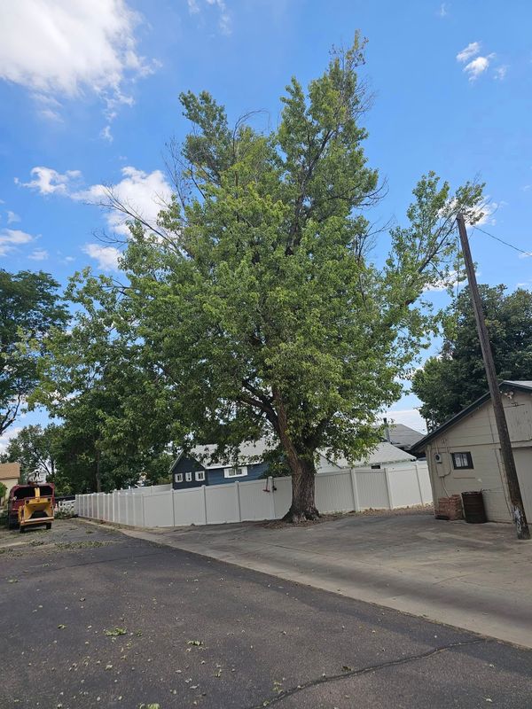 Tree Trimming