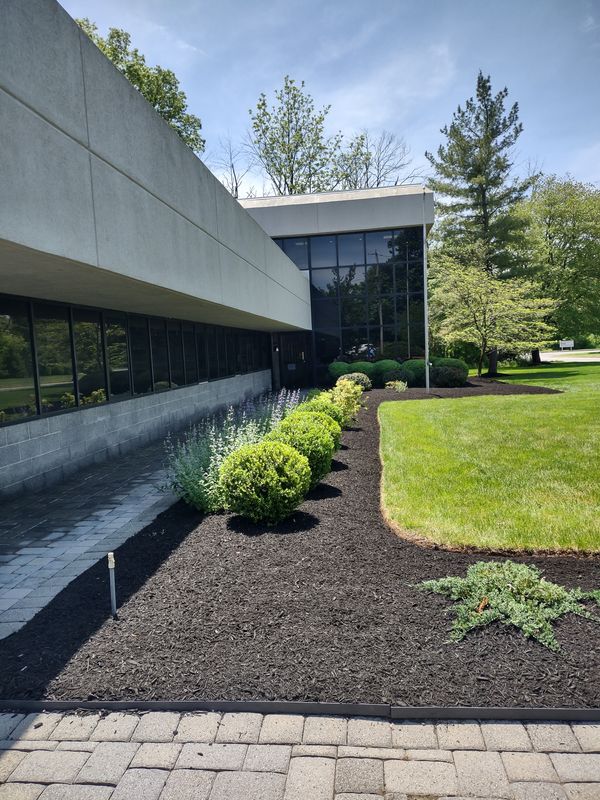 Privacy Plantings