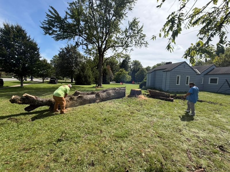 Tree Removal