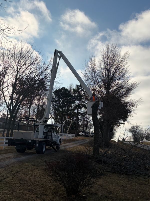 Tree Trimming