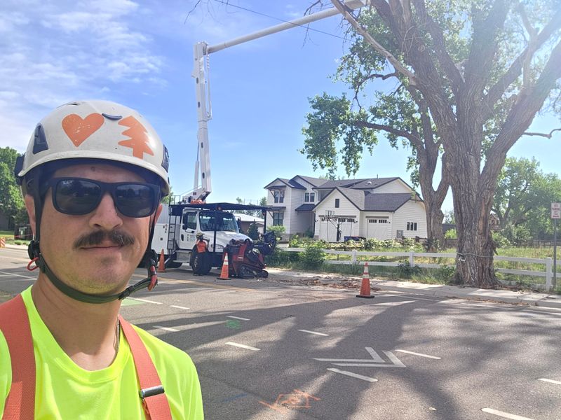 Tree Pruning & Removal