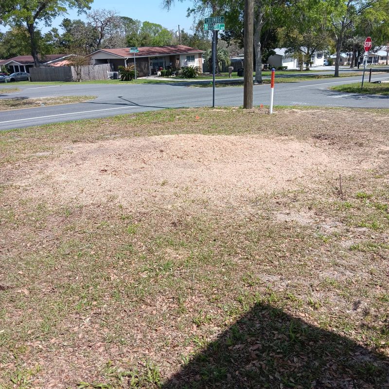 Tree Removal
