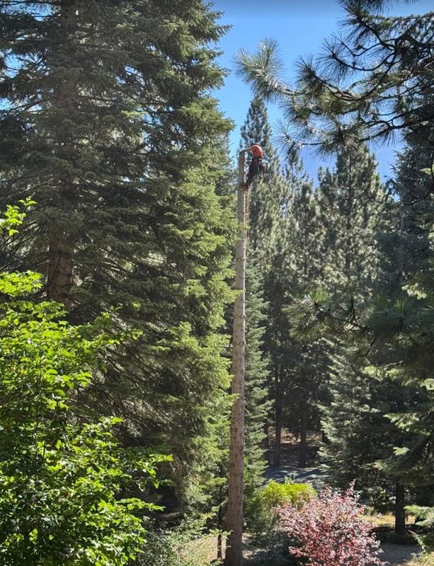 Tree Removal