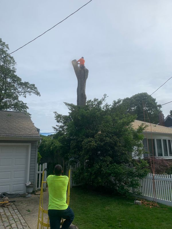 Tree Removal