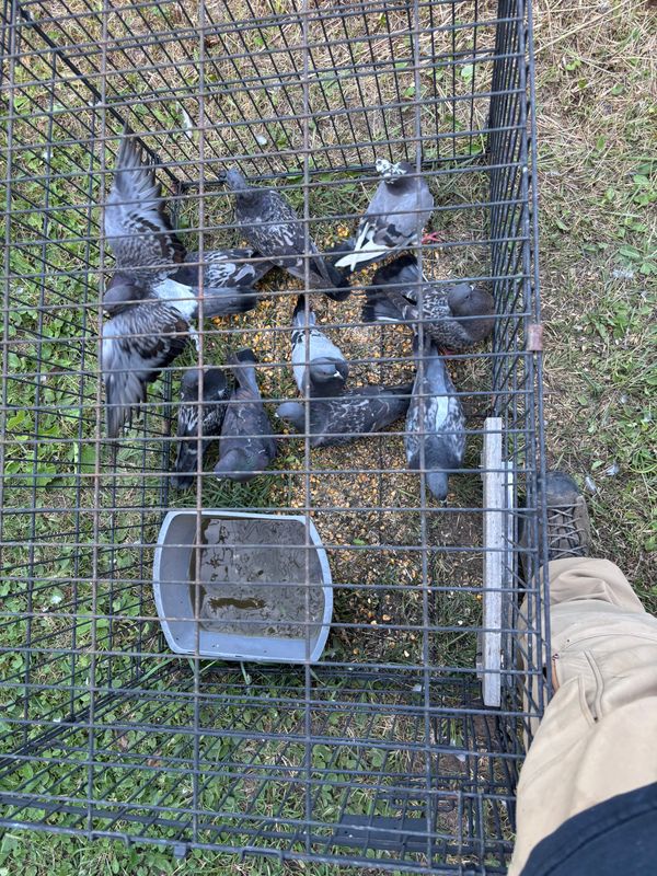 Pigeon Control
