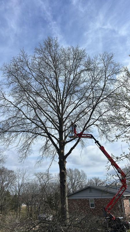 Tree Removal