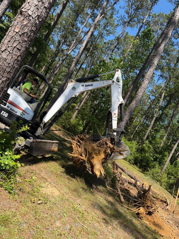 Tree Removal