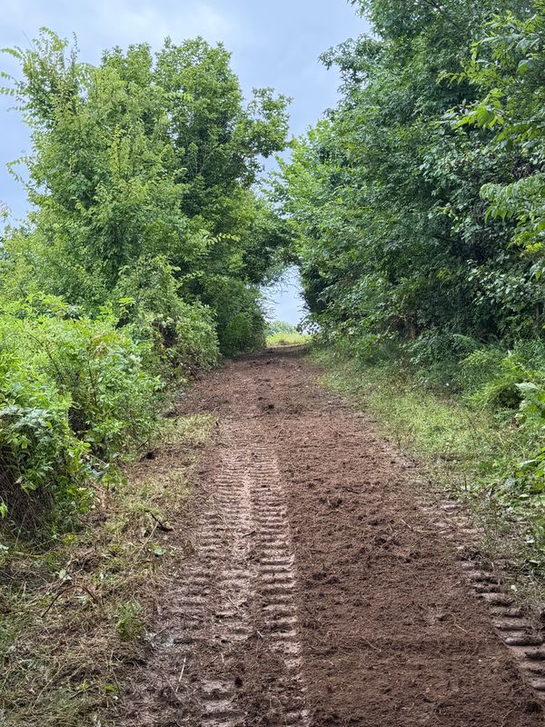 Trail Clearing
