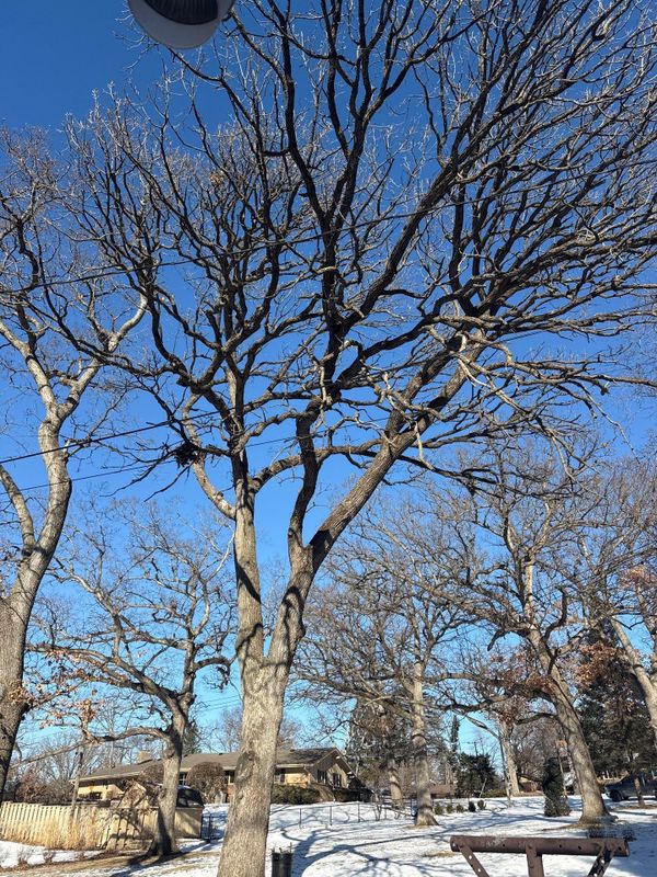 Tree Removal