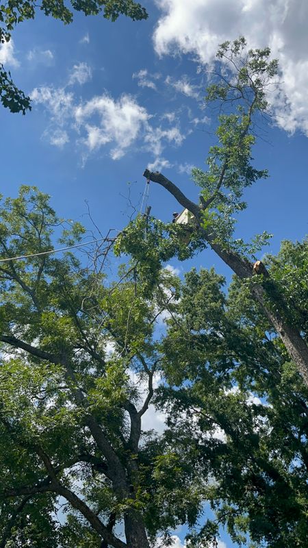Tree Trimming