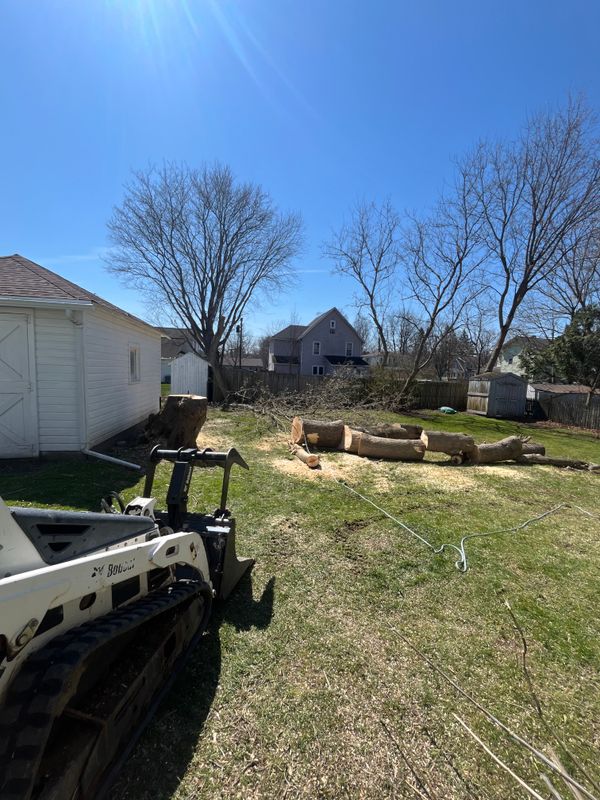 Tree Removal gallery