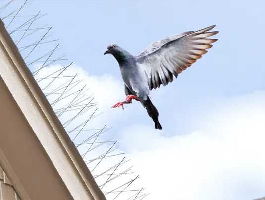 Pigeon Control