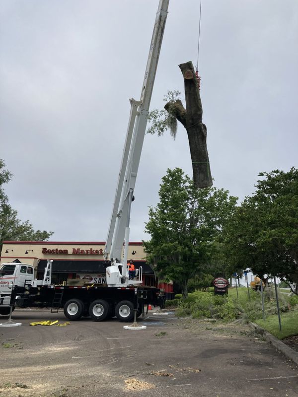 Tree Removal