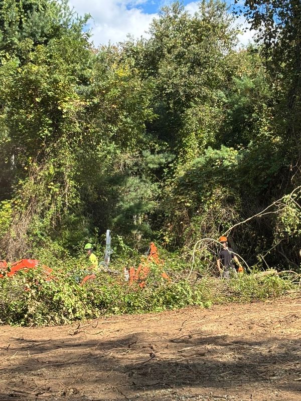 Brush Clearing