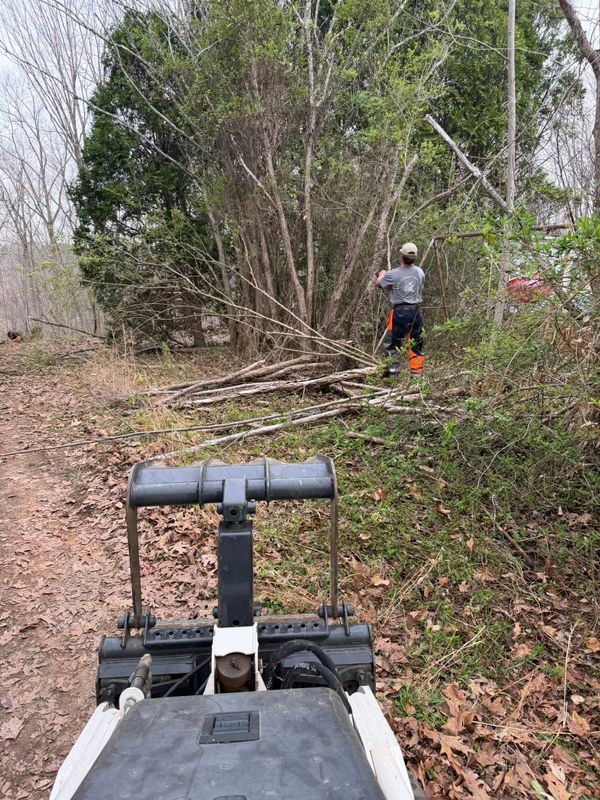 Tree Services