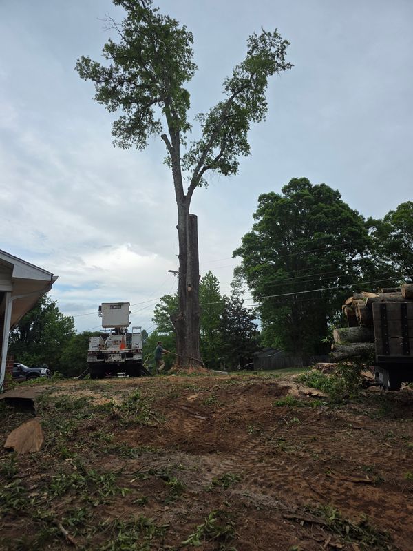 Tree Trimming